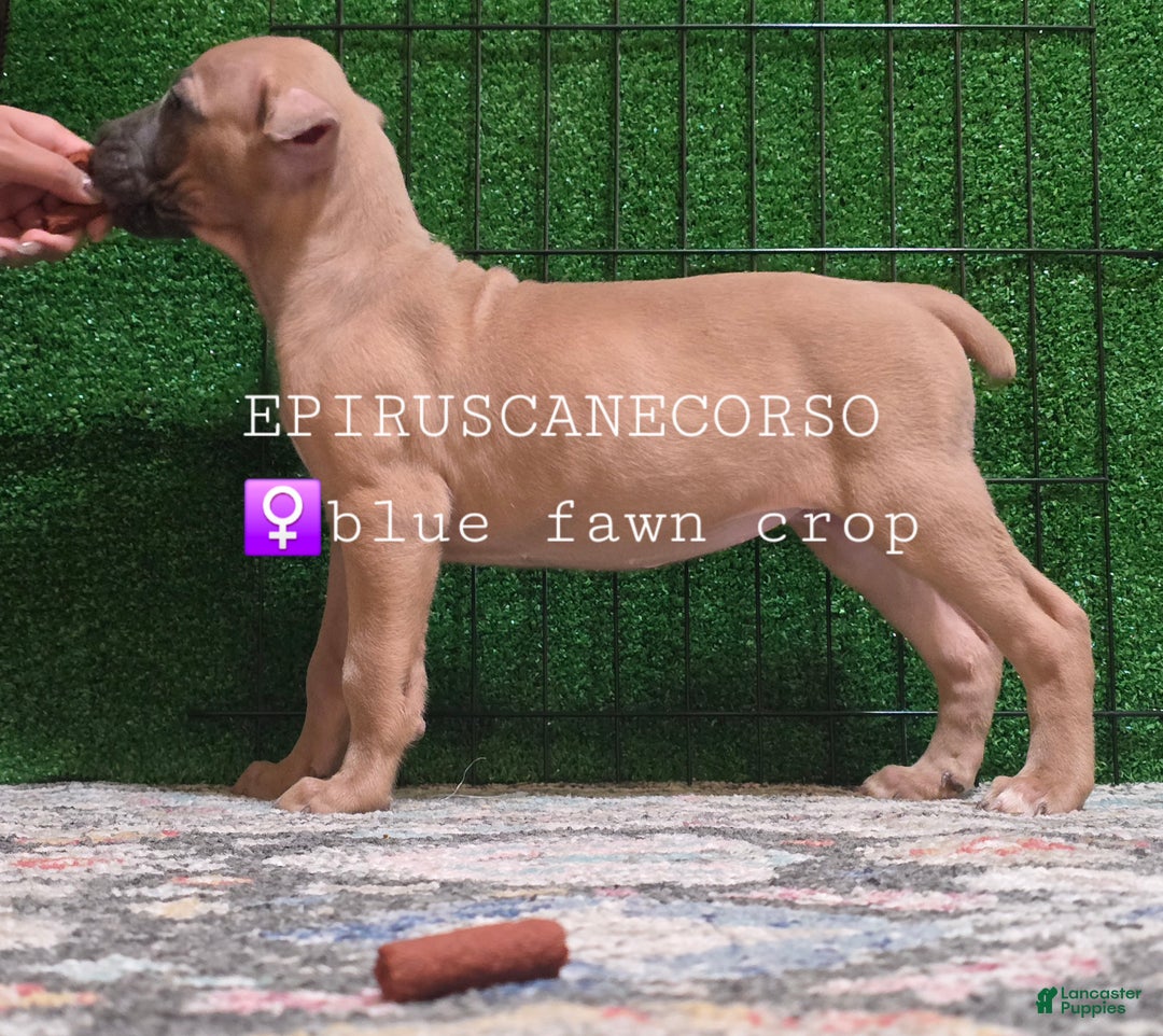 Cane Corso dogs for sale: Female cane corso ears and tails done - Ad 1
