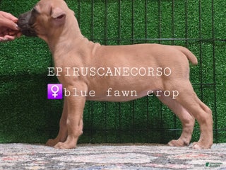 Cane Corso dogs Female cane corso ears and tails done - Ad 39