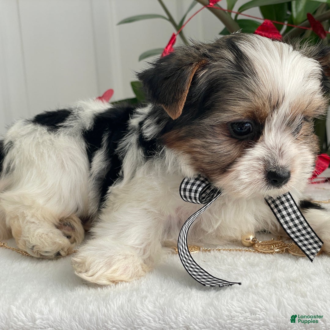 Biewer Terrier dogs for sale: Charlie - Ad 7