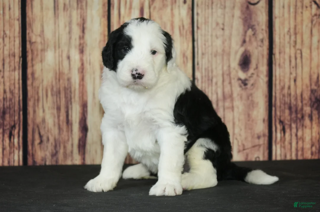 Sheepadoodle dogs for sale: Sheepadoodle Puppy 6 - Ad 3