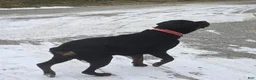 Rottweiler dogs for sale: Keith - Ad 5