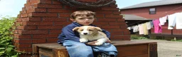 Mixed Breed dogs for sale: Oscar - Ad 5