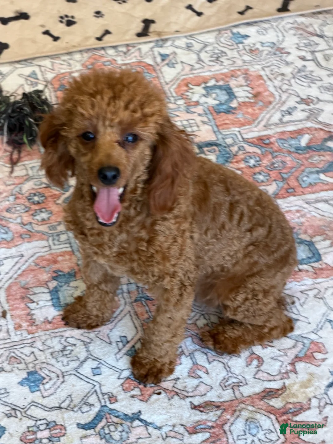 Miniature Poodle dogs for sale: Adam - Ad 1