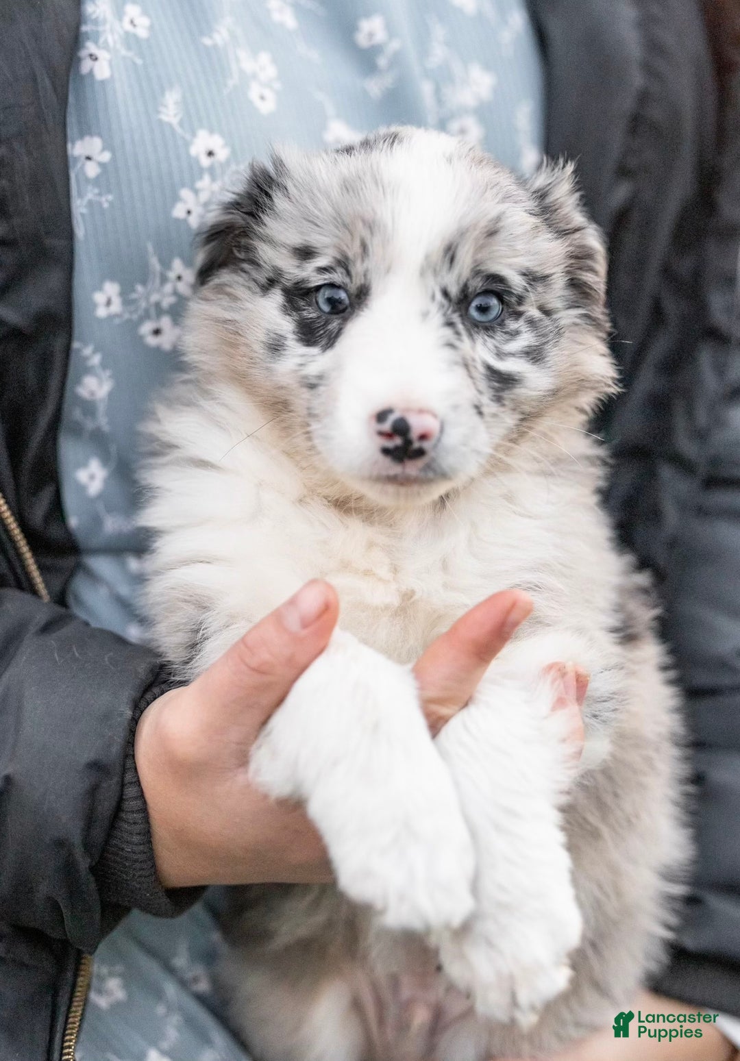 Mixed Breed dogs for sale: Cooper - Ad 2