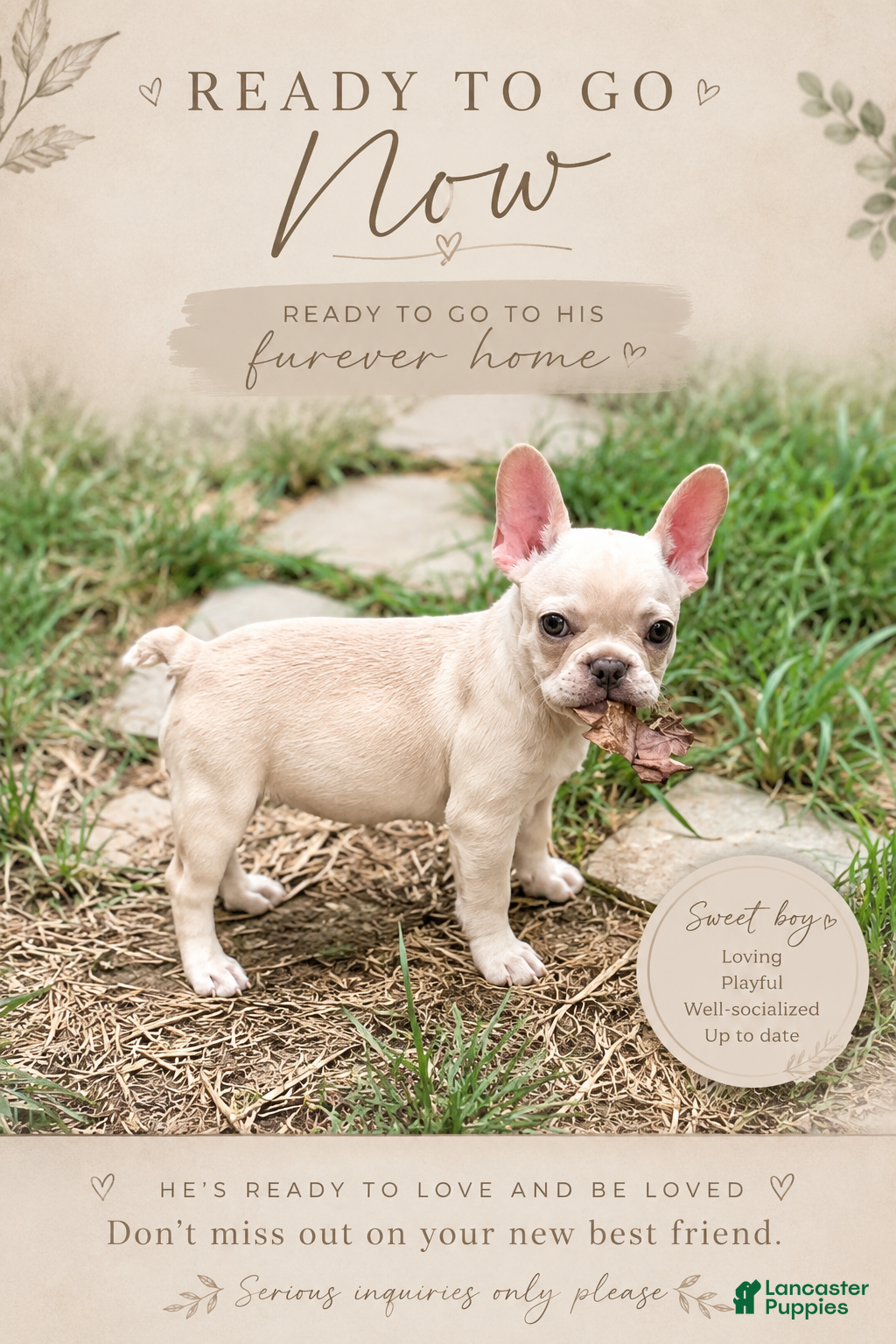 French Bulldog dogs French Bulldog 1 - Ad 1