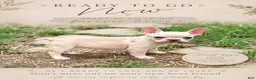 French Bulldog dogs for sale: French Bulldog 1 - Ad 1
