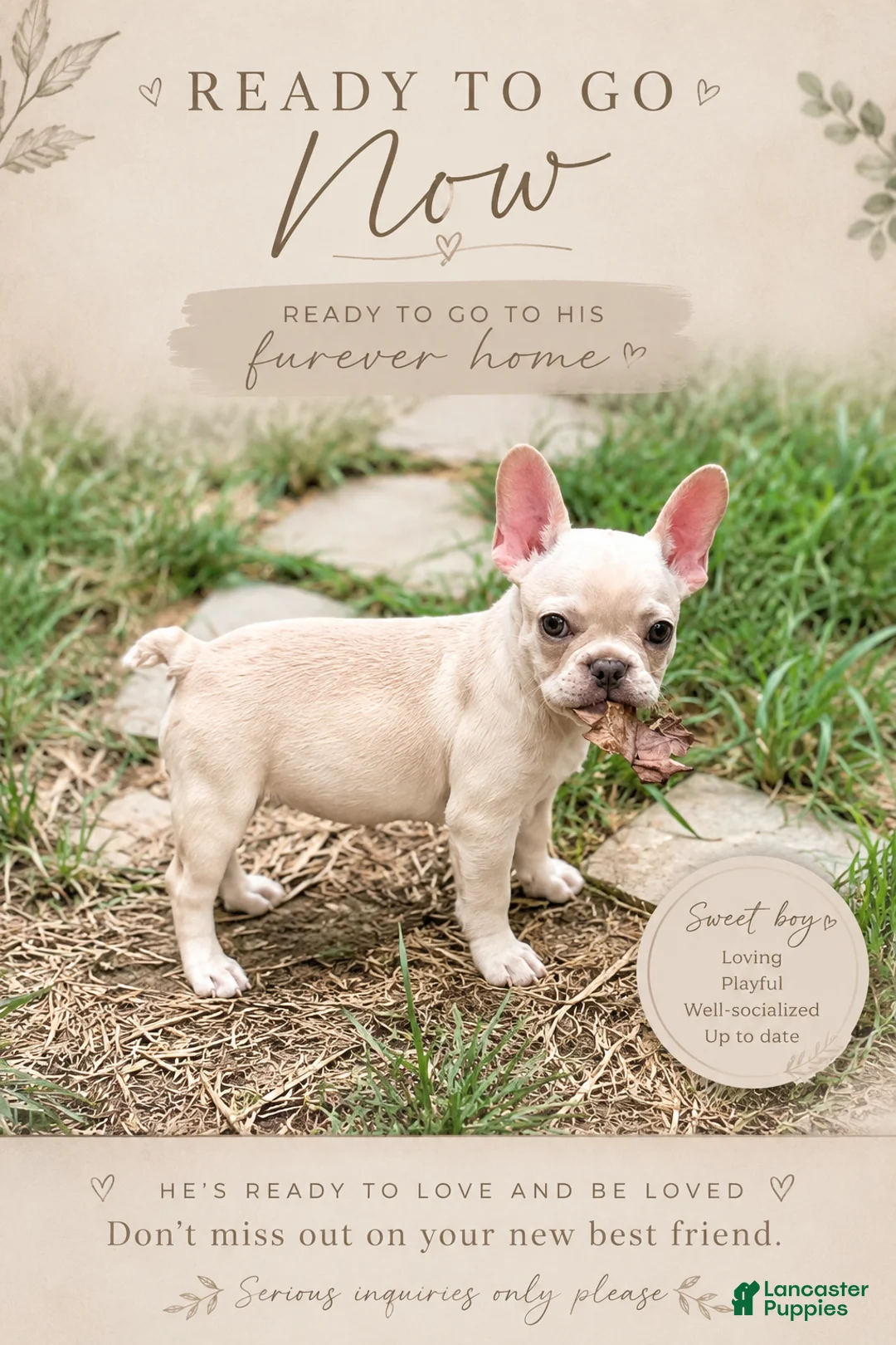 French Bulldog dogs for sale: French Bulldog 1 - Ad 1