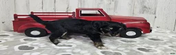 Mini Aussiedoodle dogs for sale: F1 Banana - Ad 3