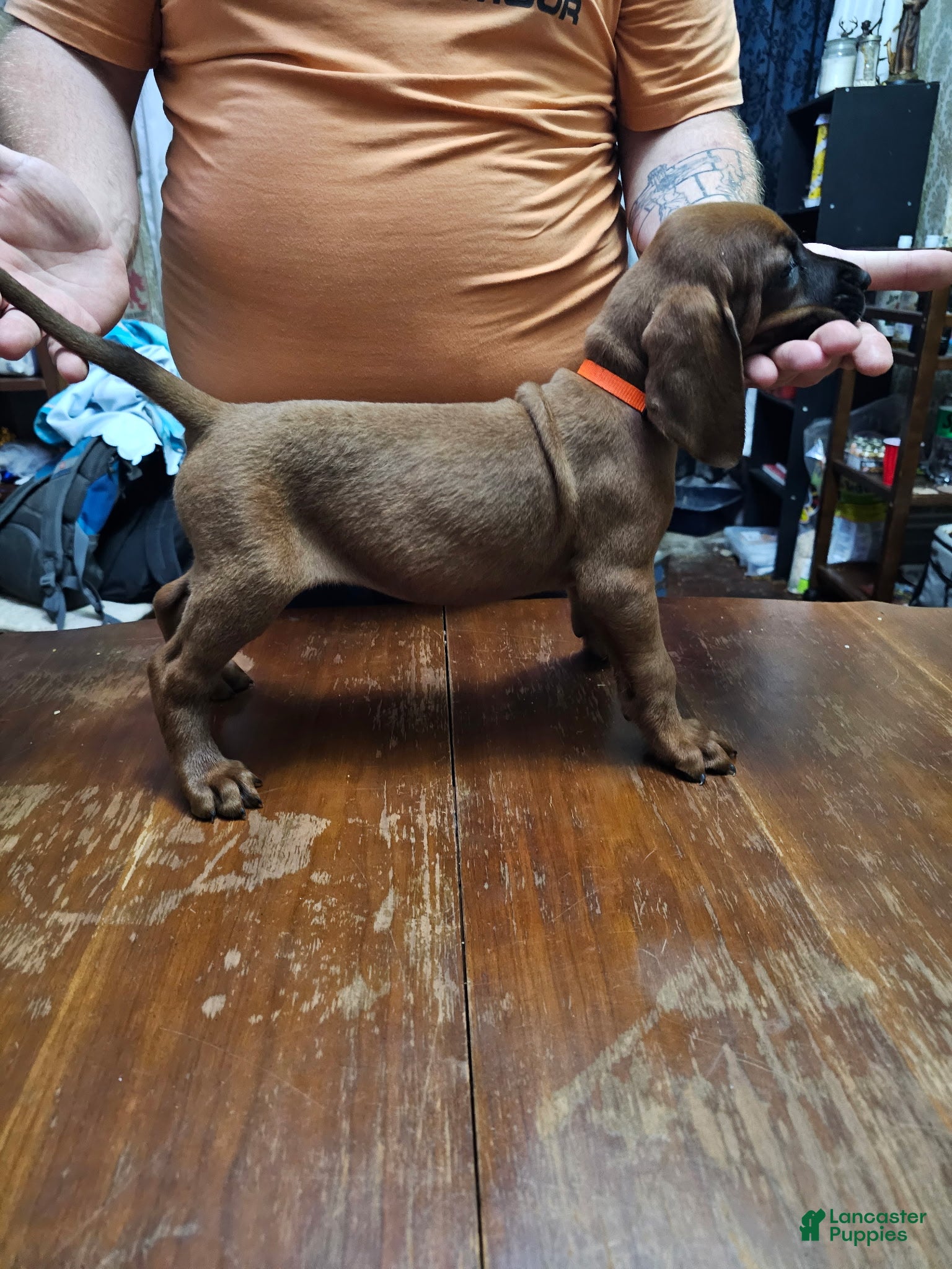 Redbone Coonhound dogs Redbone Coonhound 7(orange) - Ad 3