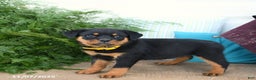 Rottweiler dogs for sale: Addie - Ad 3