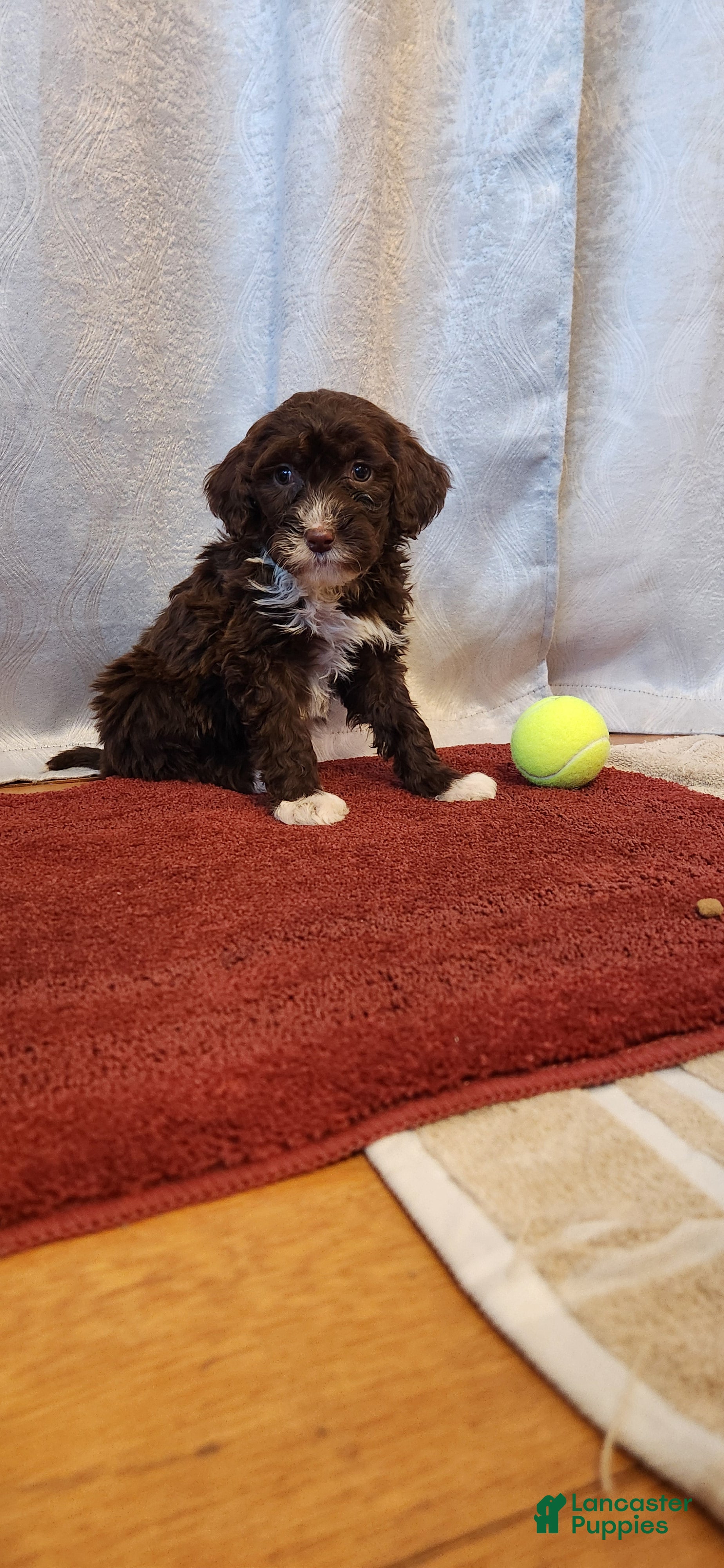 Portuguese Water Dog dogs Willow - Ad 29