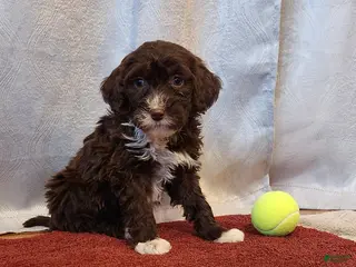 Portuguese Water Dog dogs Willow - Ad 29