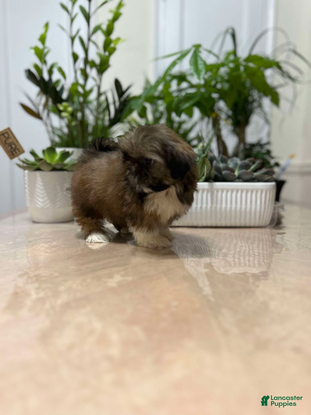 Shih Tzu dogs for sale: April - Ad 2