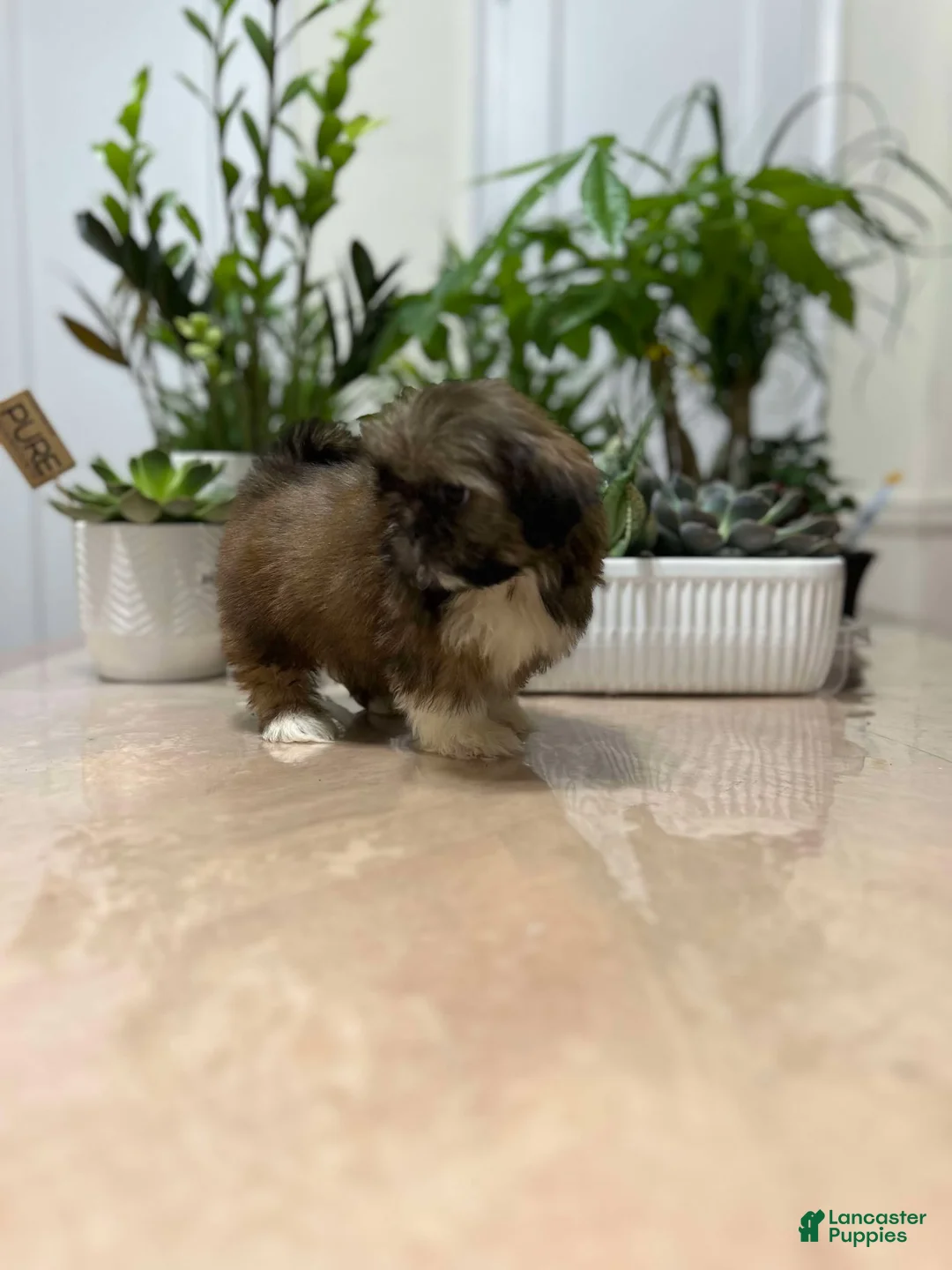 Shih Tzu dogs for sale: April - Ad 2