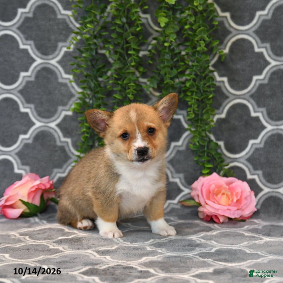 Welsh Corgi Pembroke dogs Prince   - Ad 27