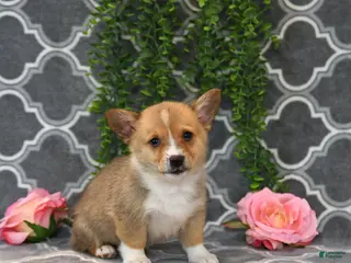 Welsh Corgi Pembroke dogs Prince - Ad 27