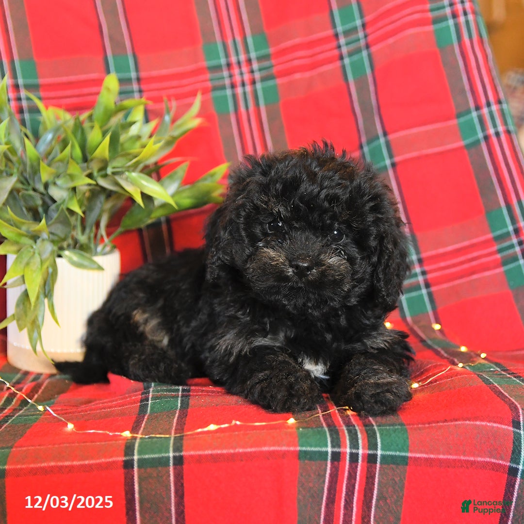Cavapoo dogs for sale: Annie - Ad 5