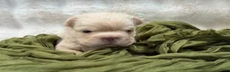 French Bulldog dogs for sale: French Bulldog 5 - Ad 7