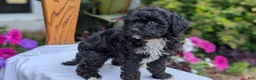 Maltipoo dogs for sale: Kylo - Ad 5