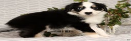 Miniature Australian Shepherd dogs for sale: Jenny - Ad 7