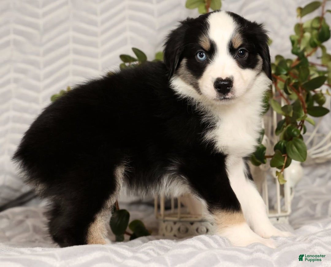 Miniature Australian Shepherd dogs for sale: Jenny - Ad 7