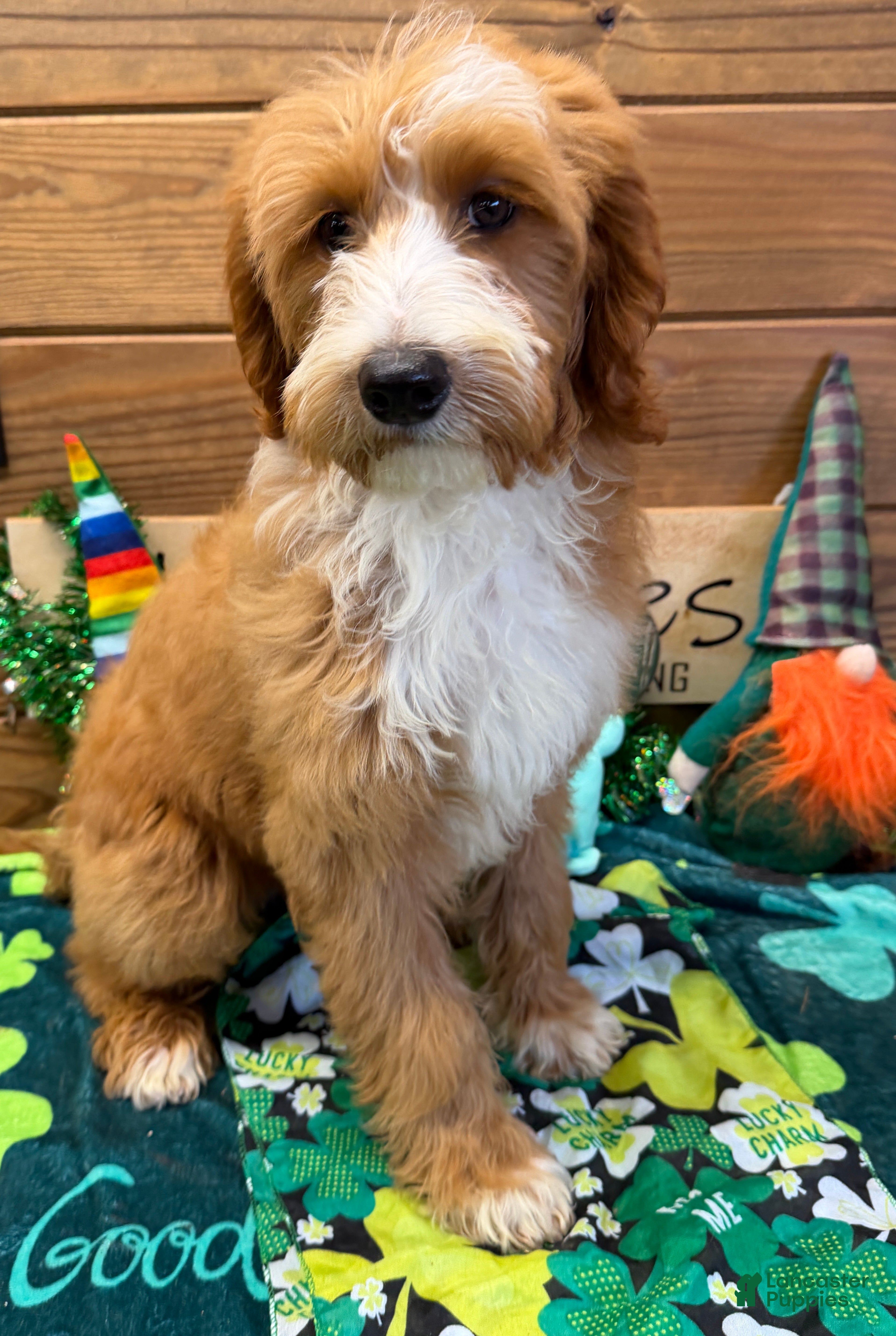 Labradoodle dogs Cody - Ad 6