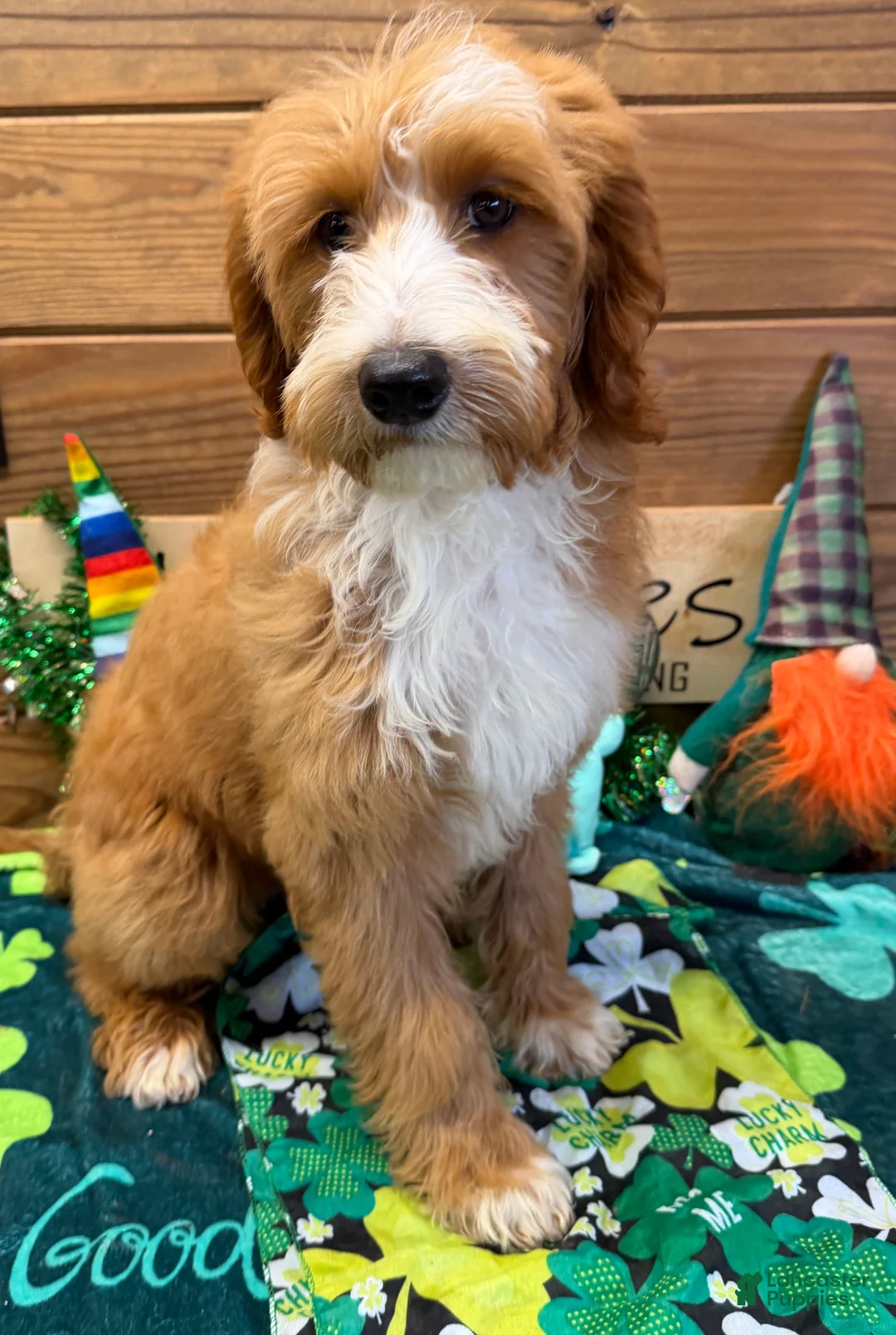 Labradoodle dogs for sale: Cody - Ad 1