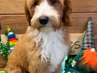 Labradoodle dogs Cody - Ad 6