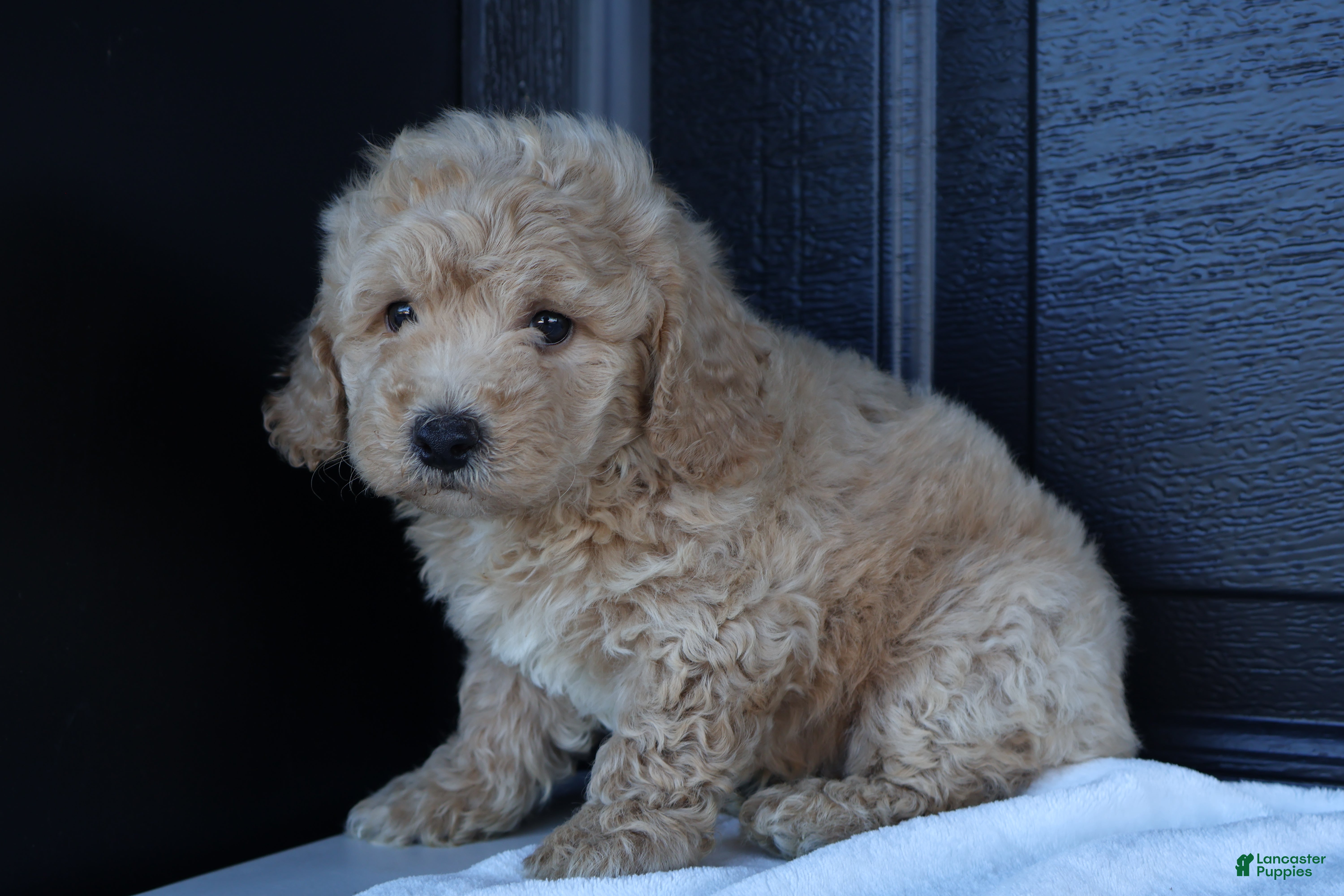 Bichpoo dogs Smokey - Ad 1