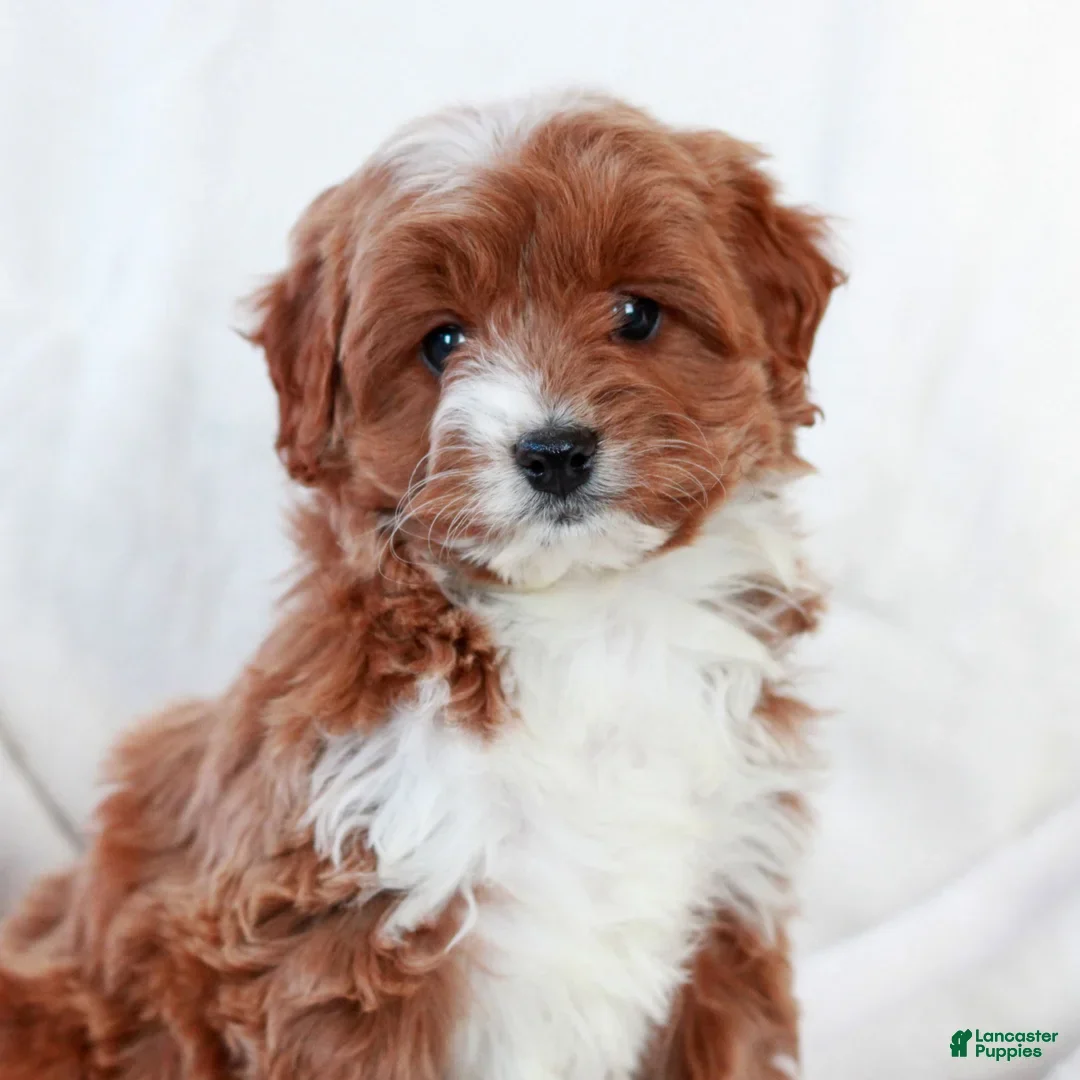 Cavapoo dogs Lucas - Ad 24
