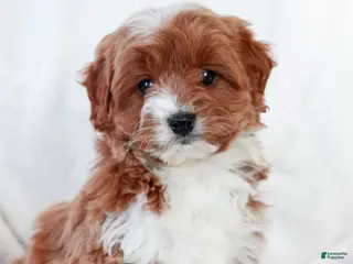 Cavapoo dogs Lucas - Ad 39