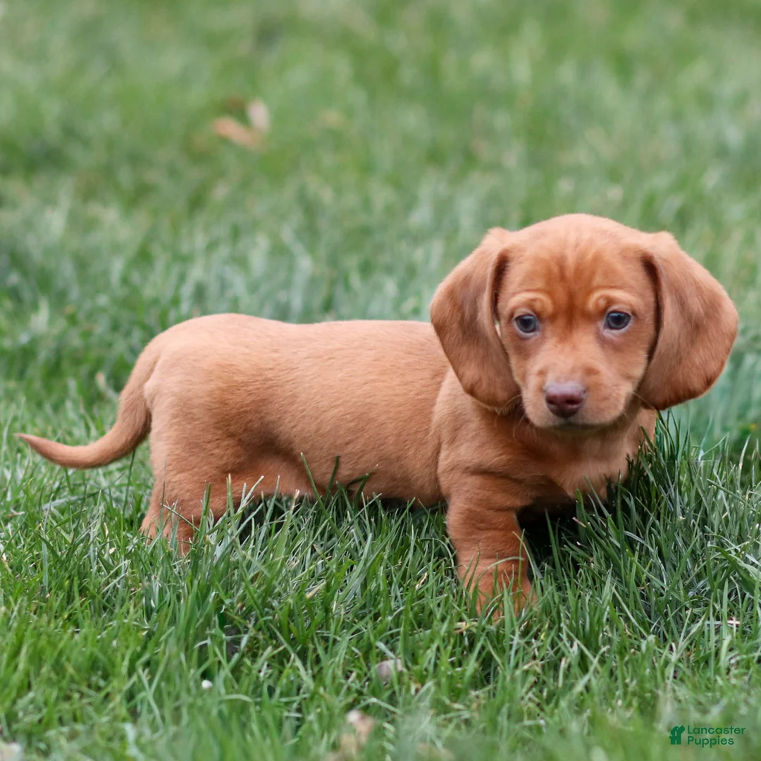 Dachshund dogs for sale: Harry - Ad 6