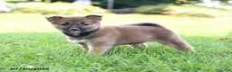 Shiba Inu dogs for sale: Beth - Ad 2