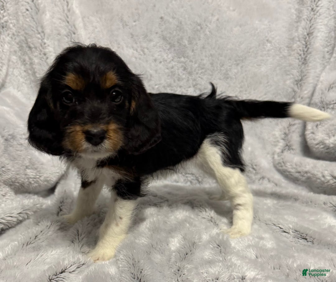 Mixed Breed dogs for sale: Callie - Ad 3