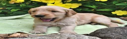 Goldendoodle dogs for sale: Lollipop - Ad 4