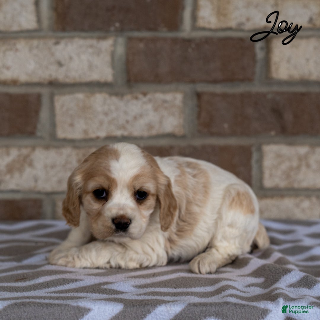 Cocker Spaniel dogs for sale: Joy - Ad 4