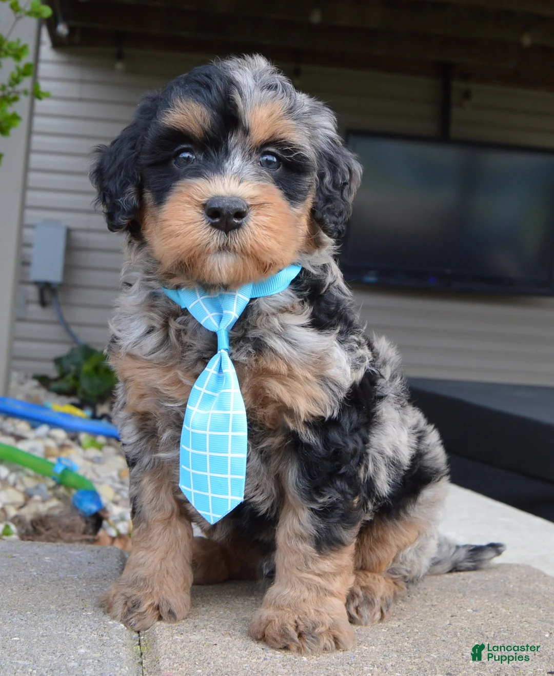 Mini Bernedoodle dogs for sale: Mini Bear - Ad 2