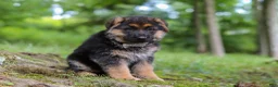 German Shepherd dogs for sale: German Shepherd 2 - Ad 3