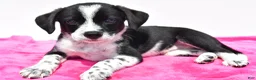 Mixed Breed dogs for sale: Kara - Ad 7