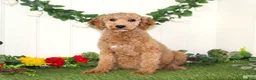 Miniature Poodle dogs for sale: Tiny - Ad 6