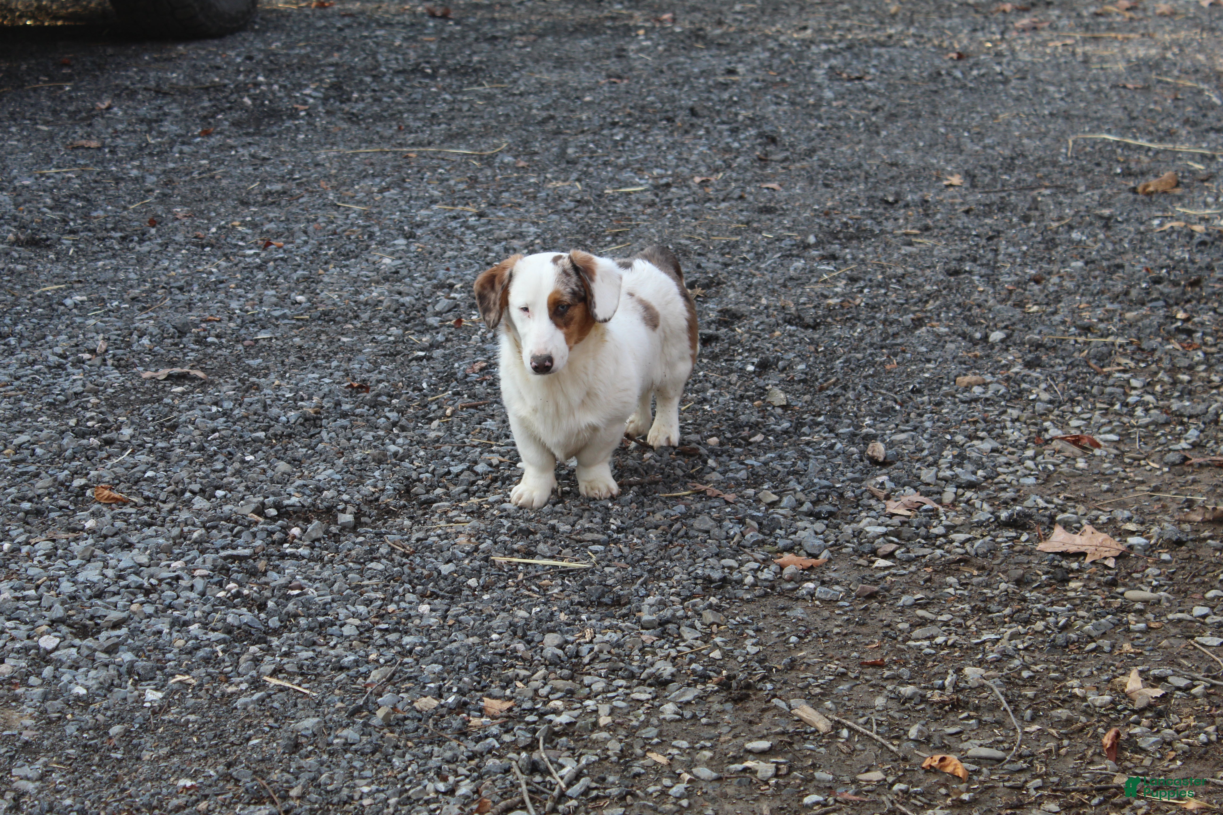 Mixed Breed dogs Mixed Breed Puppy 1 - Ad 1