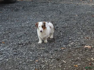 Mixed Breed dogs for sale: Mixed Breed Puppy 1 - Ad 2