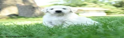 Golden Retriever dogs for sale: Alonzo - Ad 1