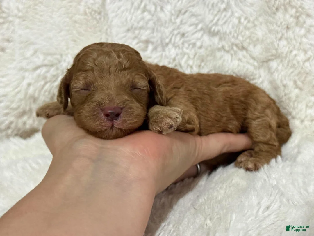 Cavapoo dogs for sale: Ralphie - Ad 2