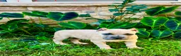 American Bully dogs for sale: American Bully Puppy “Siphia” - Ad 5