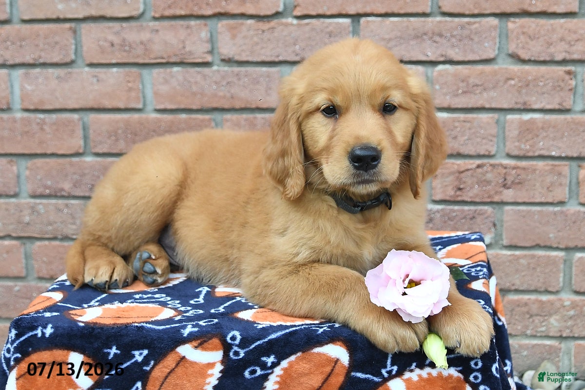 Golden Retriever dogs Scout - Ad 2