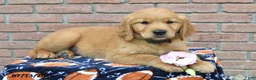 Golden Retriever dogs for sale: Scout - Ad 2