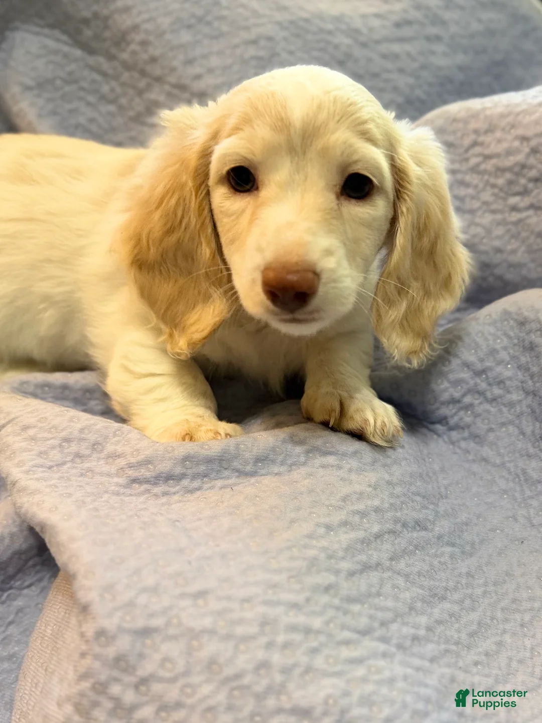 Dachshund dogs for sale: Dachshund 4 - Ad 1