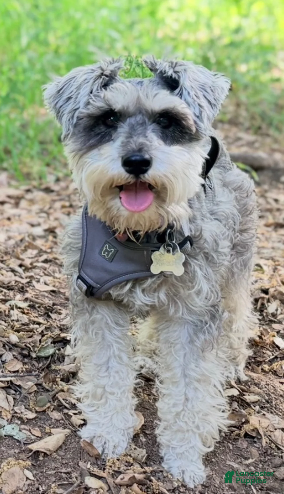 Miniature Schnauzer dogs for sale: Miniature Schnauzer 5 - Ad 2