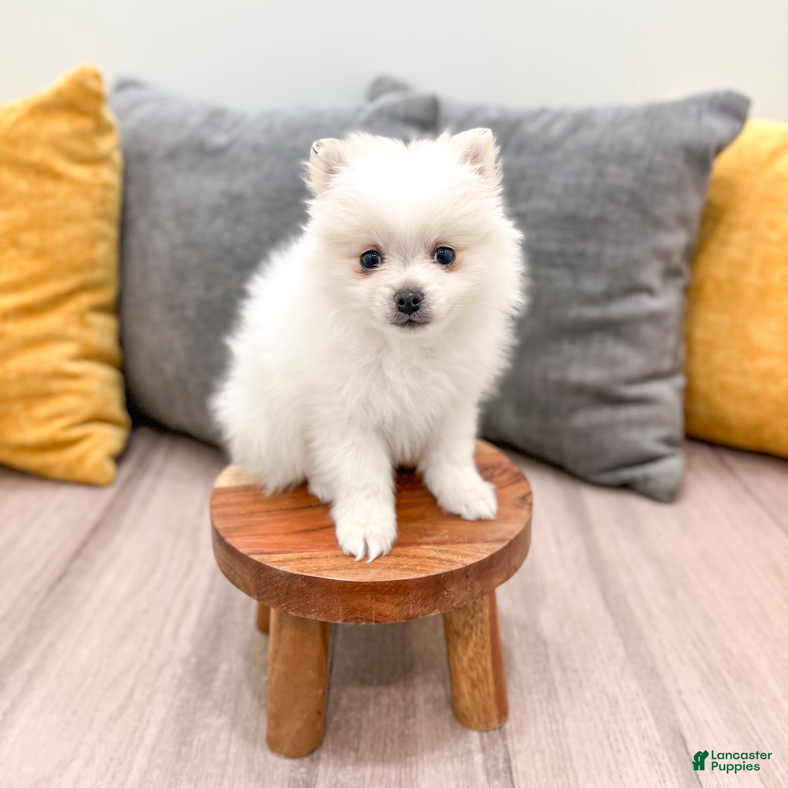 Pomeranian dogs Sparky - Ad 2